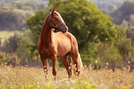 horse