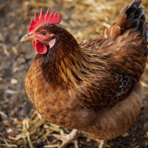 chicken