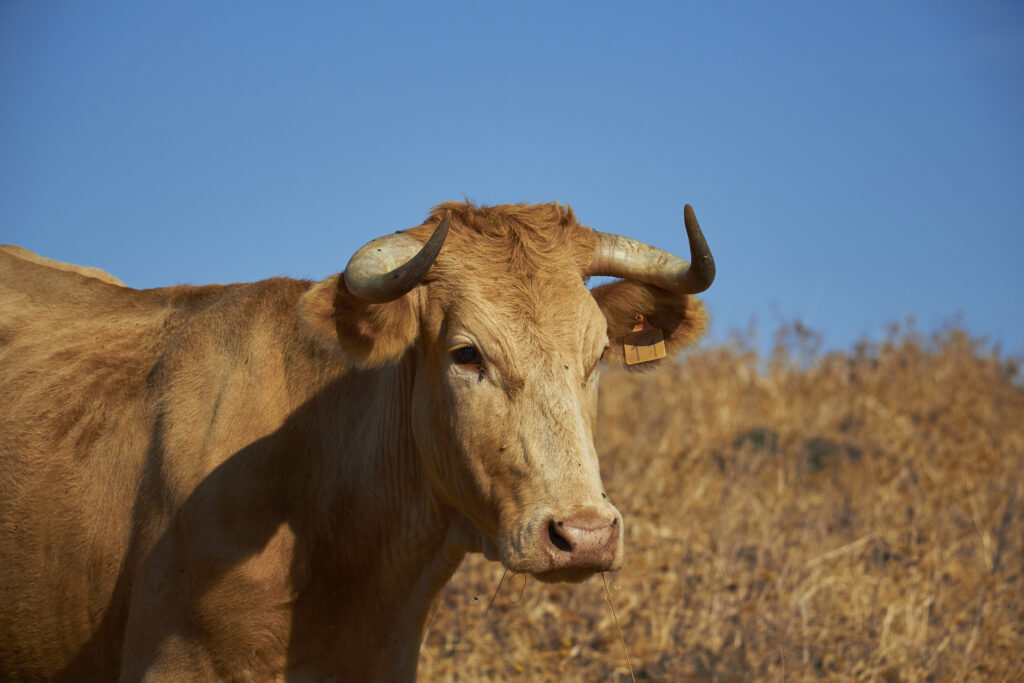 cow