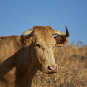 cow