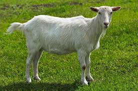 Medium male goat